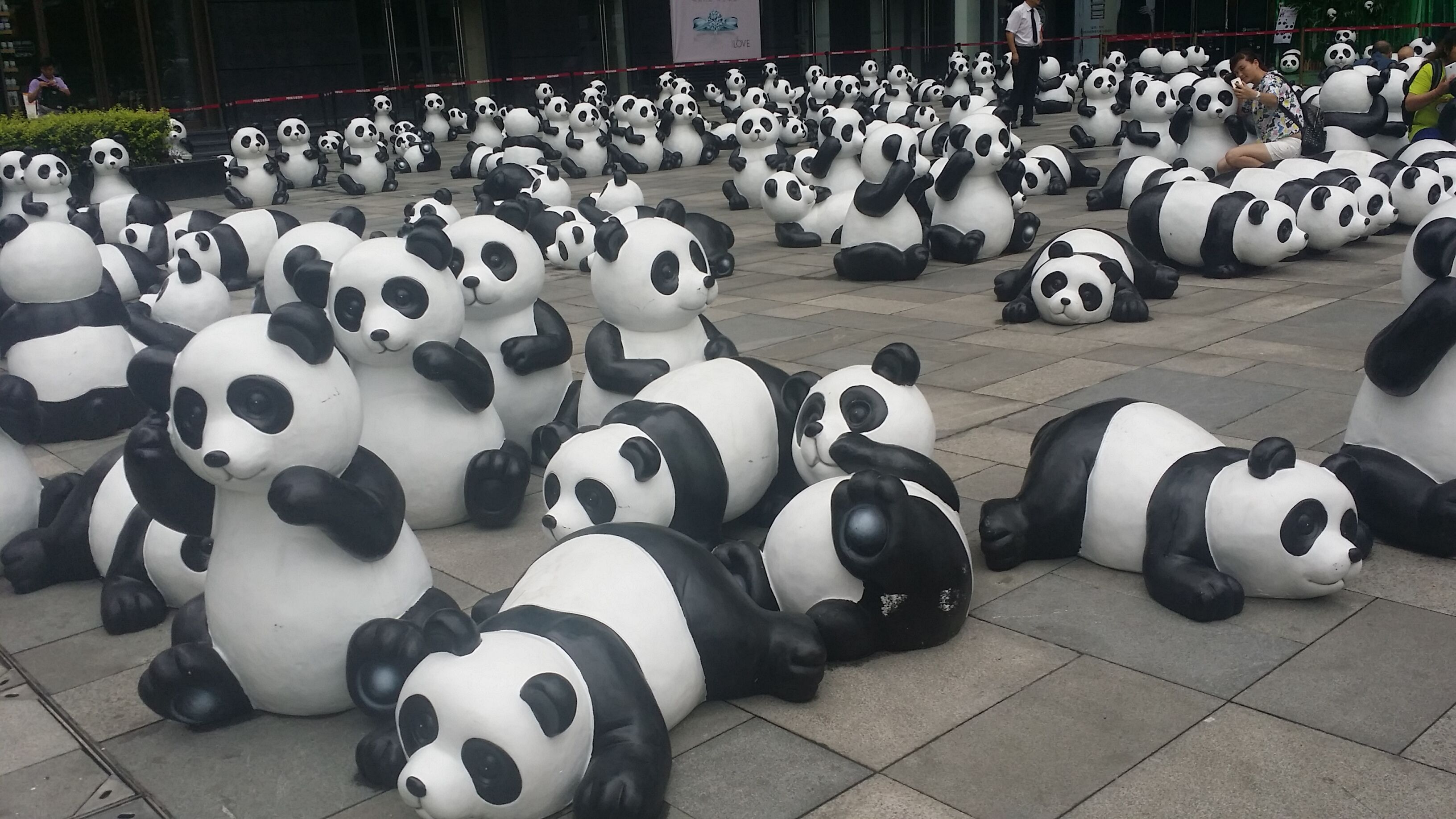 100只熊猫成都街头